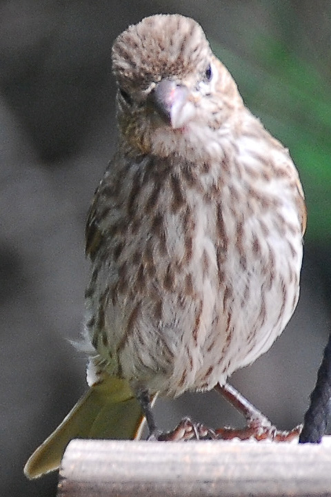 American Goldfinch