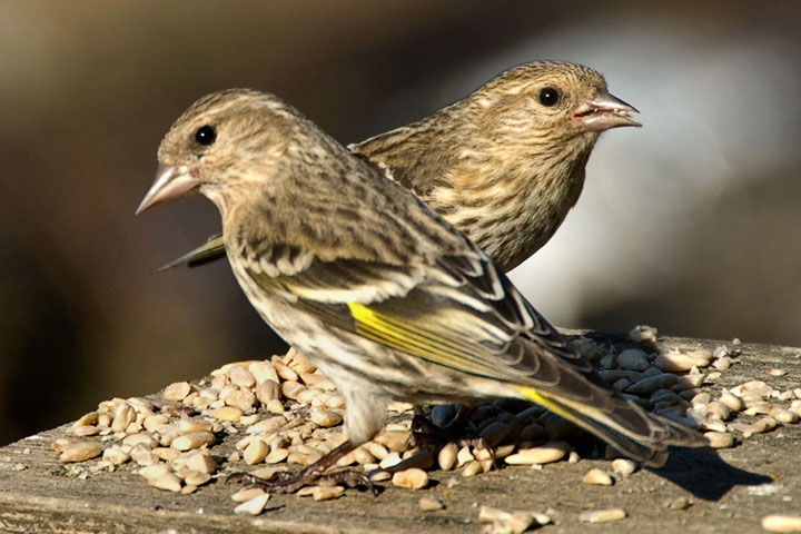 Pine Siskins