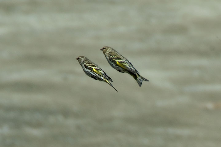 Pine Siskin flight pattern