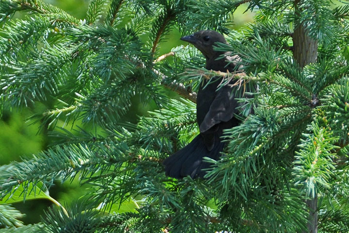 brewer’s blackbird, female