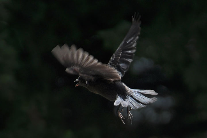 brewer’s blackbird, female