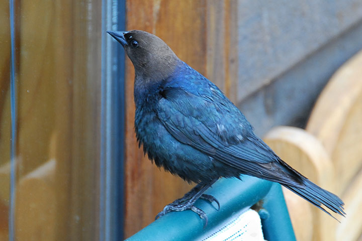 cowbird display