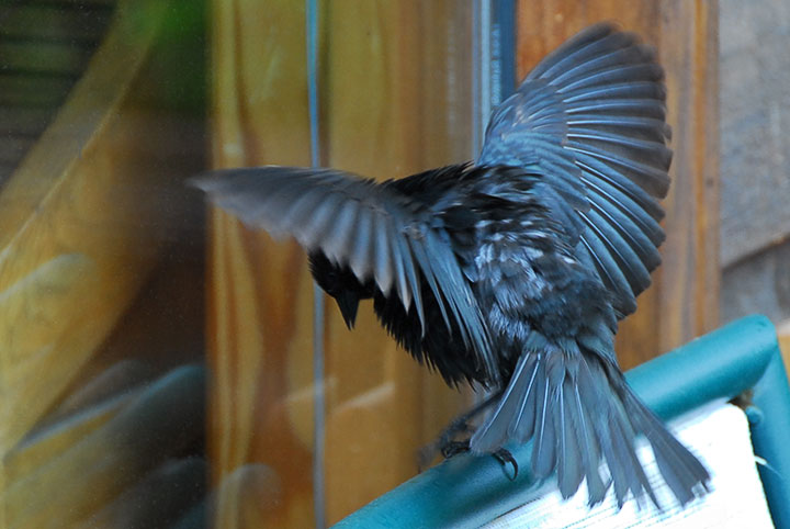 A Brown–headed Cowbird challenges its own reflection in a window
