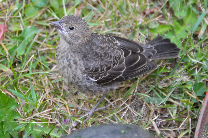 cowbird juvenile