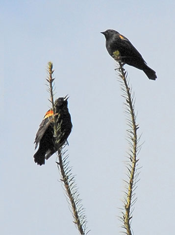 red-winged blackbird