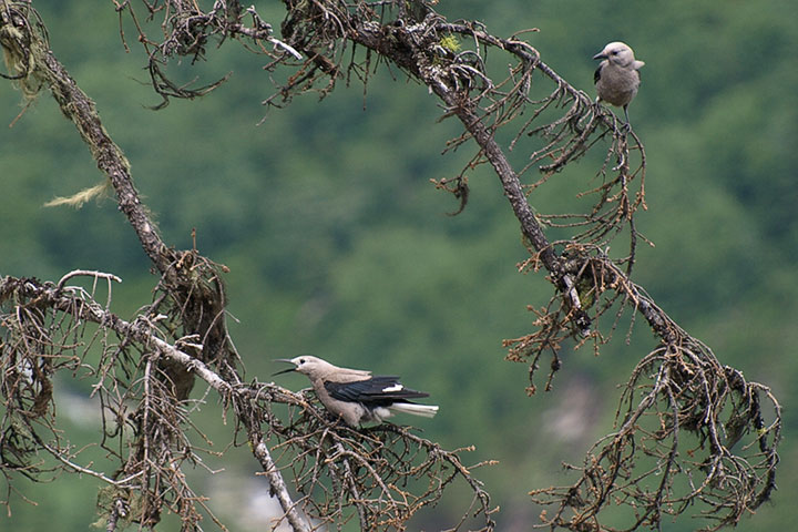 clark’s nutcracker