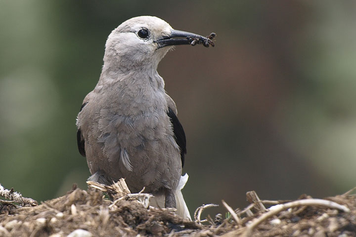 clark’s nutcracker