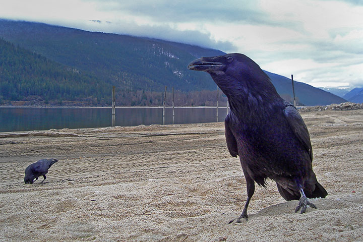 Raven scavenging