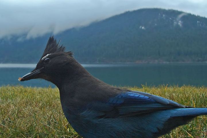 Steller’s Jay