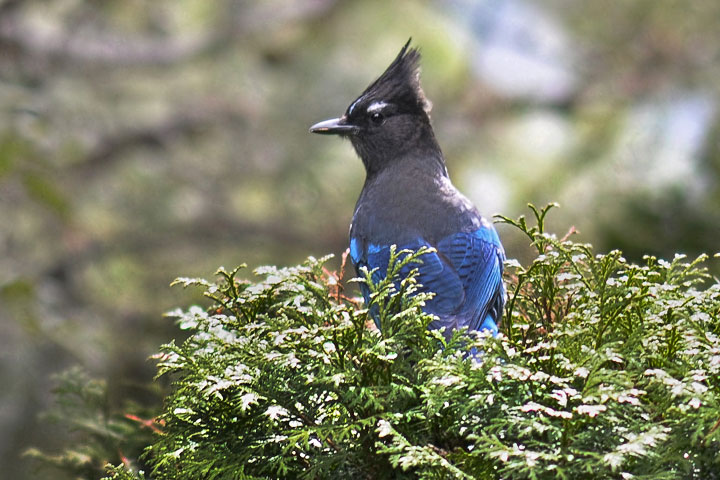 Steller’s Jay