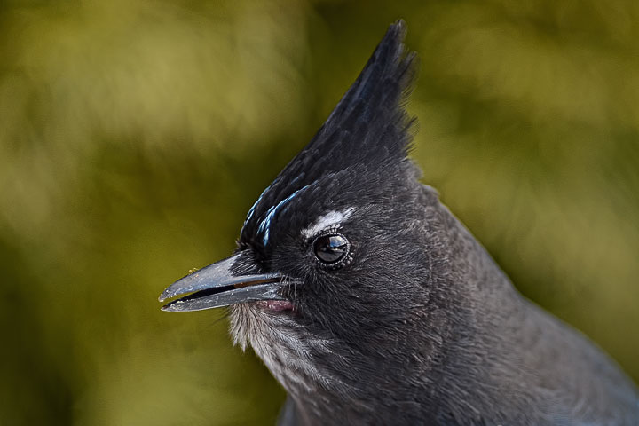 Steller’s Jay