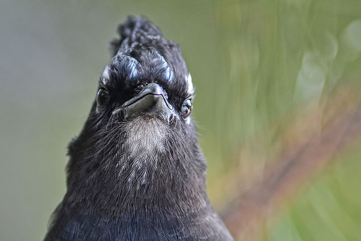 Steller’s Jay