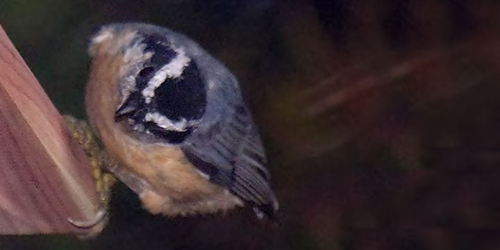 Red-breasted Nuthatch