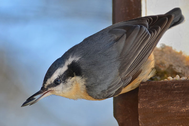 Red-breasted Nuthatch