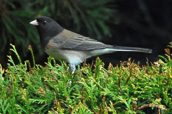 dark-eyed junco, male