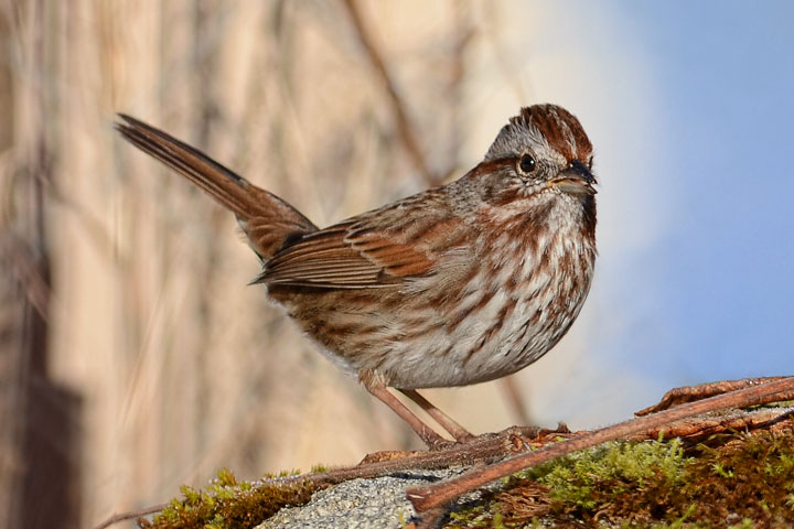 song sparrow