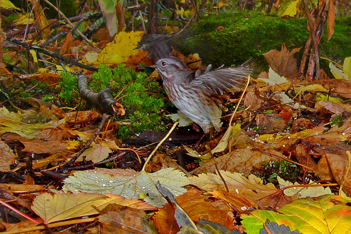 song sparrow