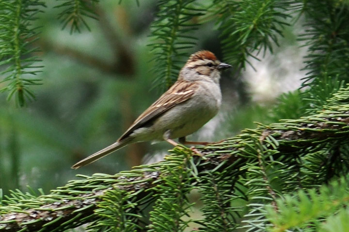 chipping sparrow