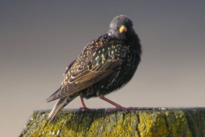 starlings