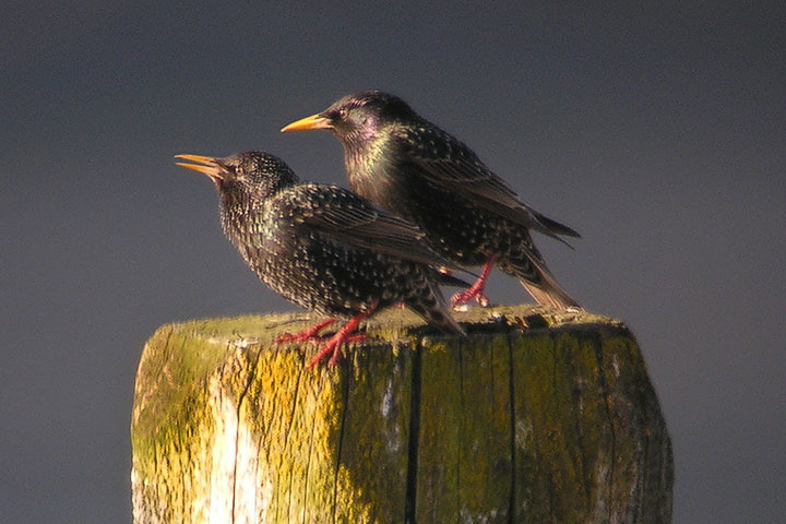 starlings