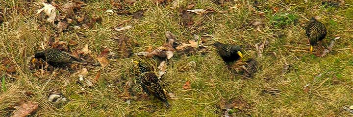 starlings