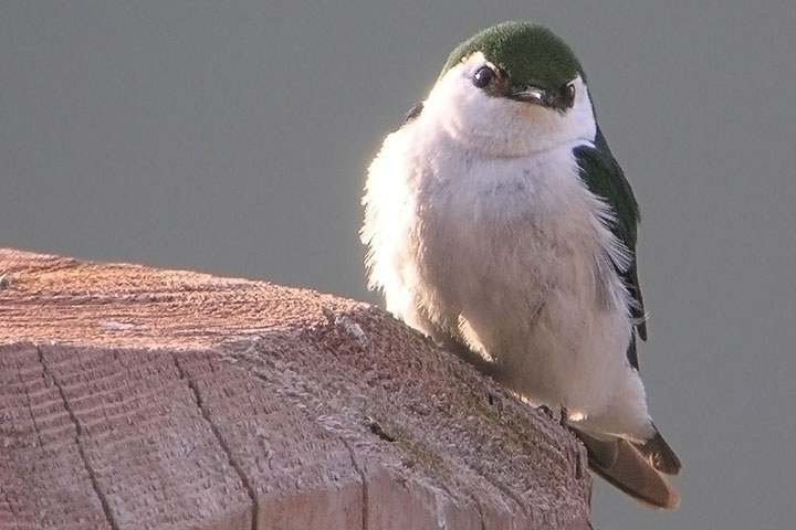 violet-green swallow
