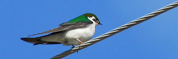 violet-green swallow