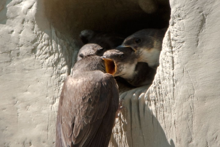 bank swallow bringing food