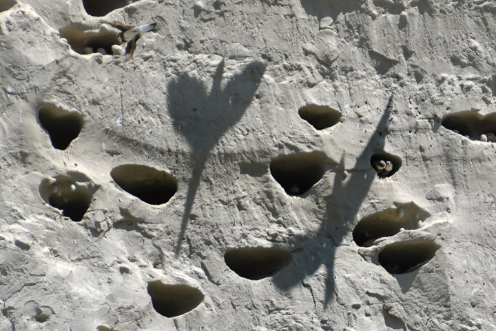 bank swallow nests