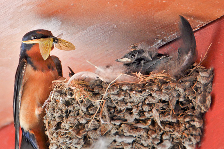 barn swallow