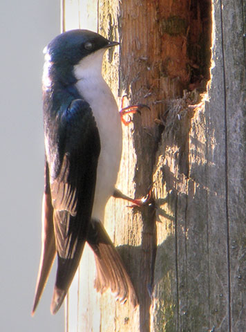 tree swallow