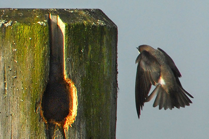 A Tree Swallow approaches its nest