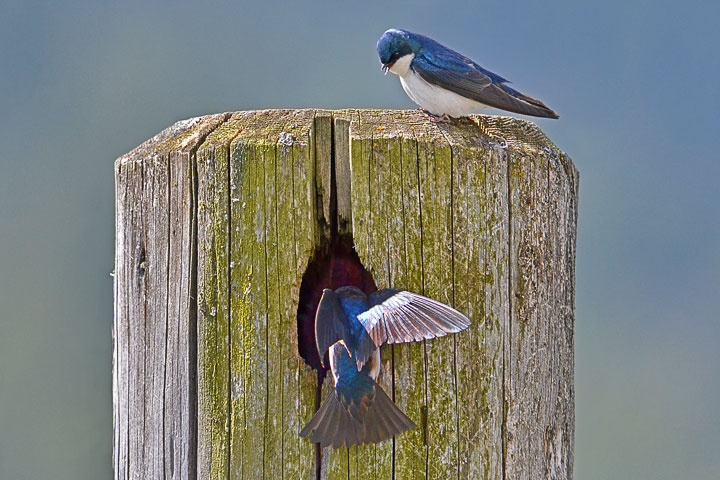 tree swallows