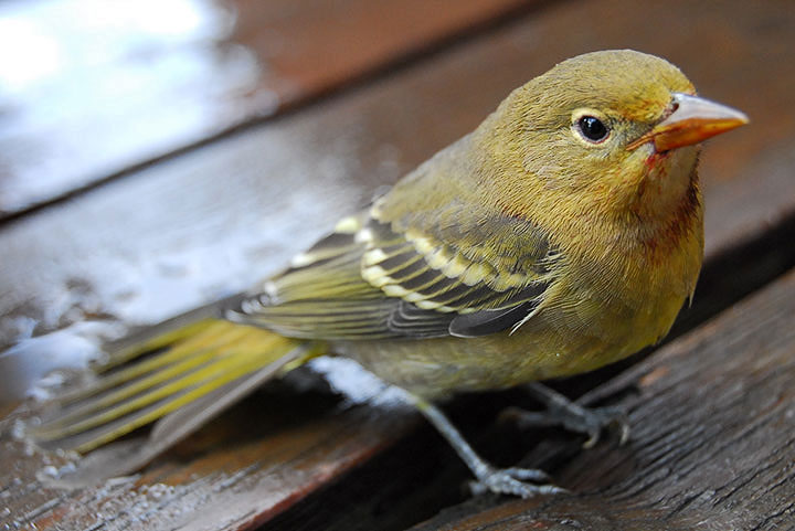 western tanager