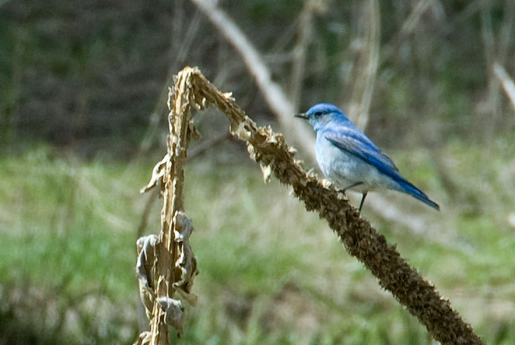 mountain bluebird, female