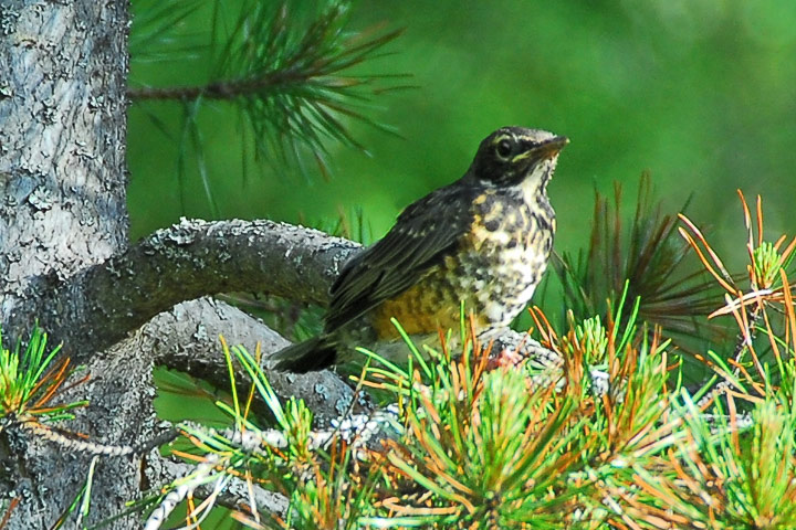 robin juvenile