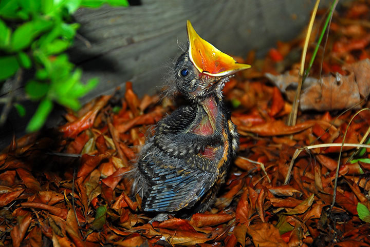 robin chick