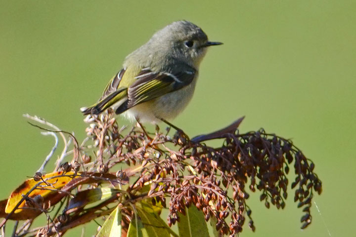 ruby-crowned kinglet