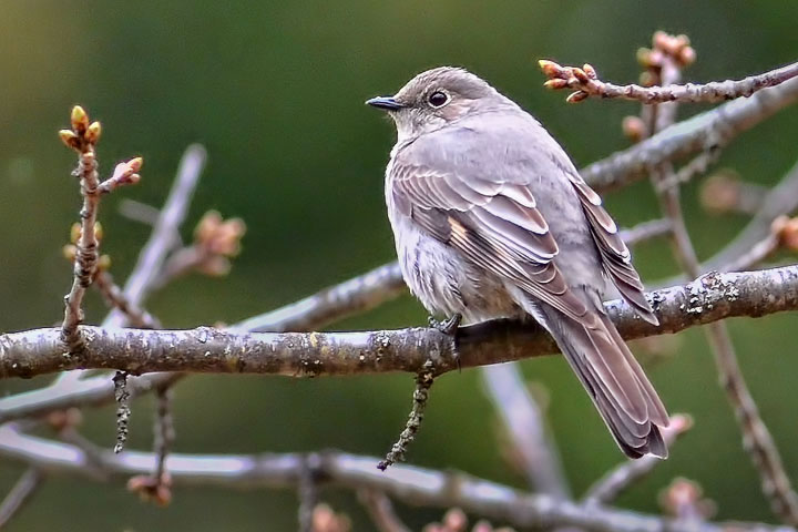 townsends solitaire