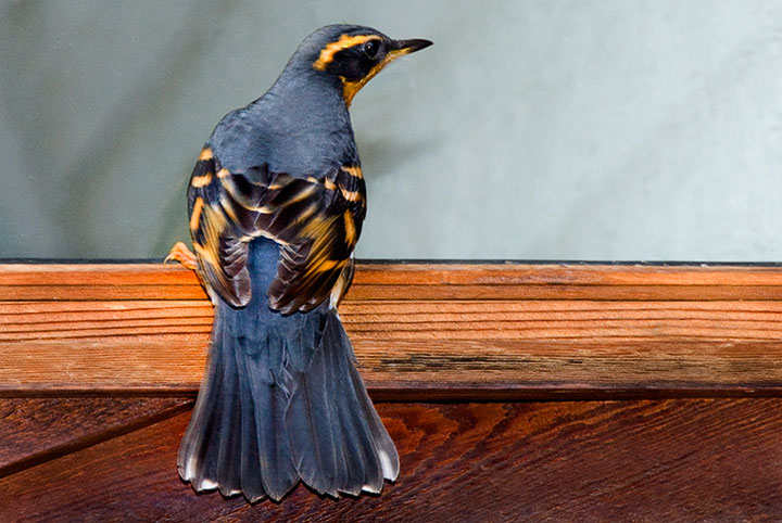 varied thrush