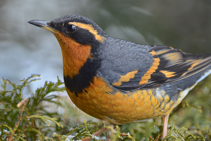 varied thrush