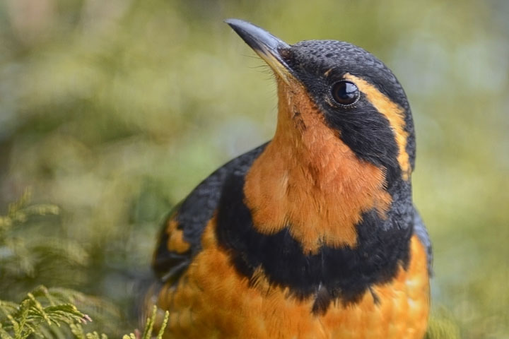 varied thrush