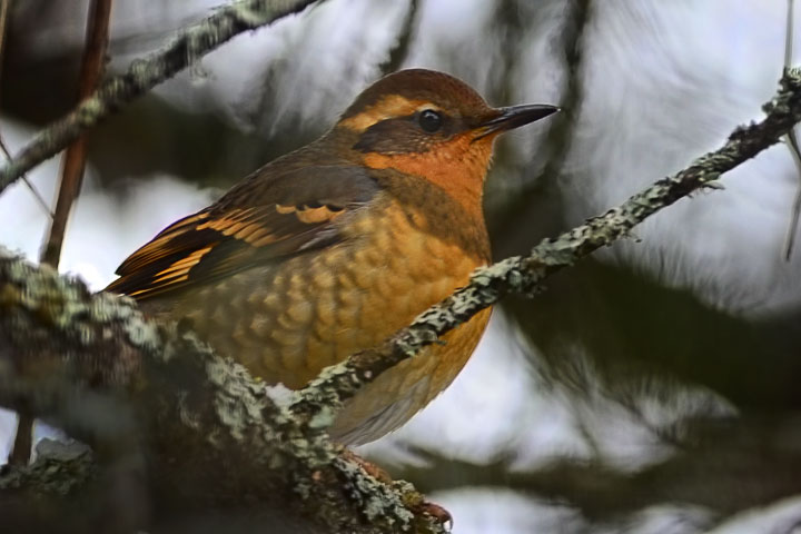 varied thrush