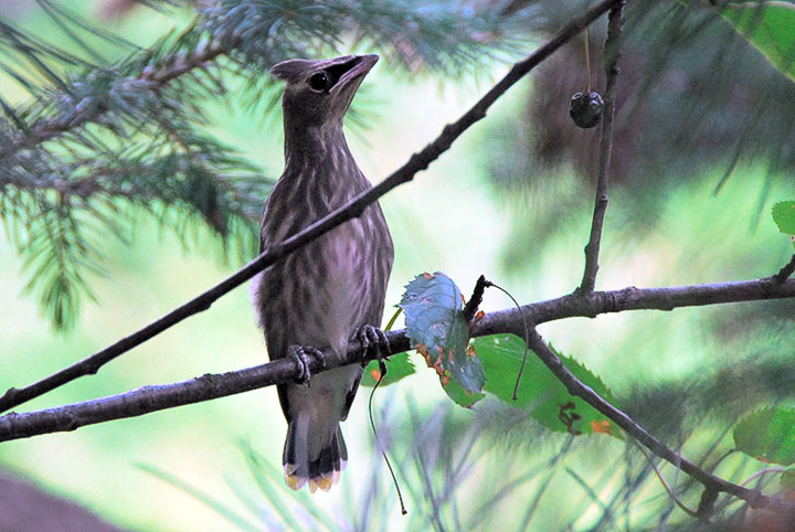 cedar waxwings