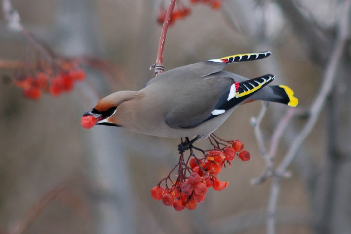 waxwings