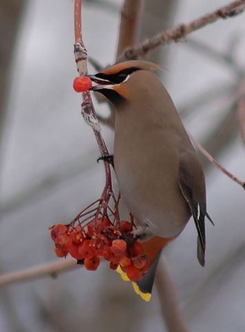 waxwings