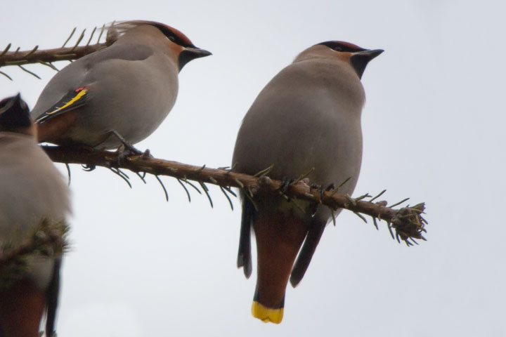 waxwings