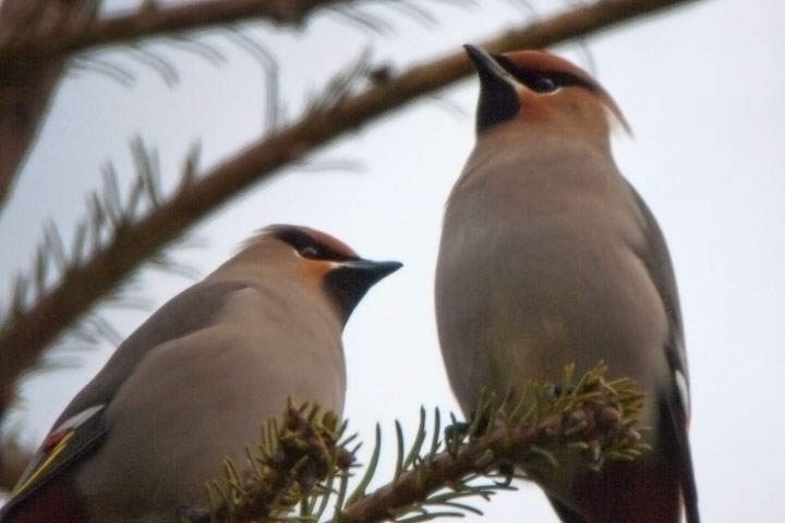 waxwings