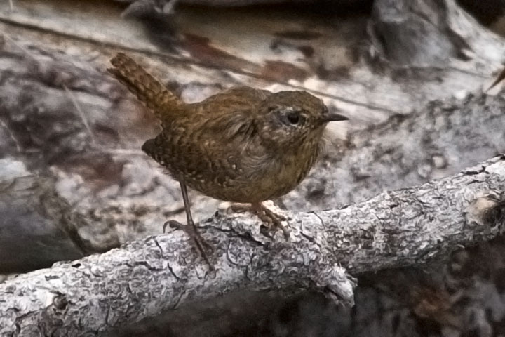 house wren