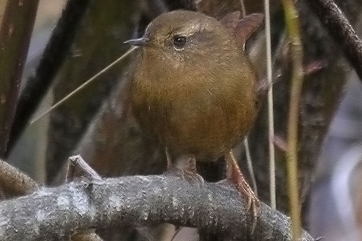 winter wren